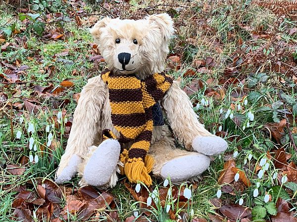 Bertie sat amongst the snowdrops, wearing his Sutton United scarf.
