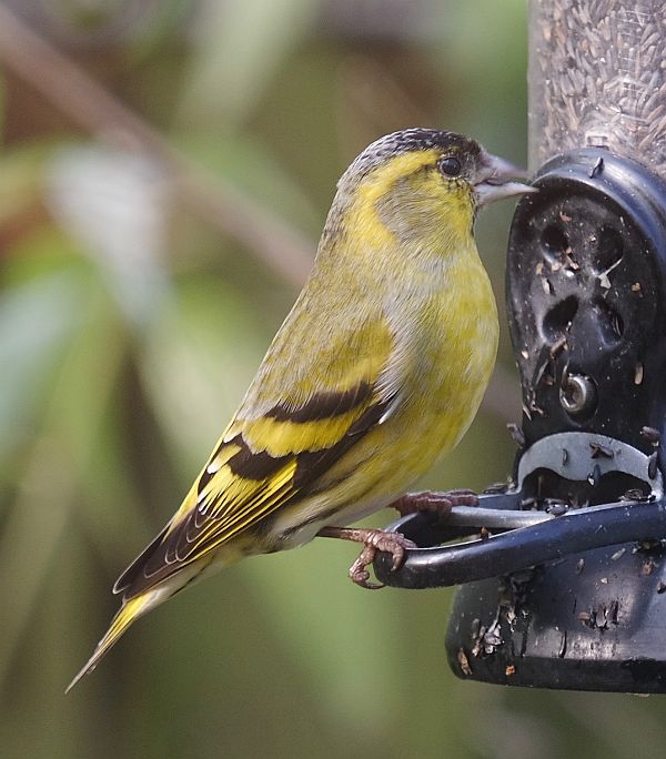 Male Siskin.