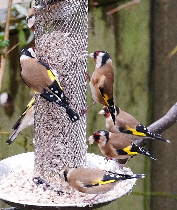 Goldfinches.