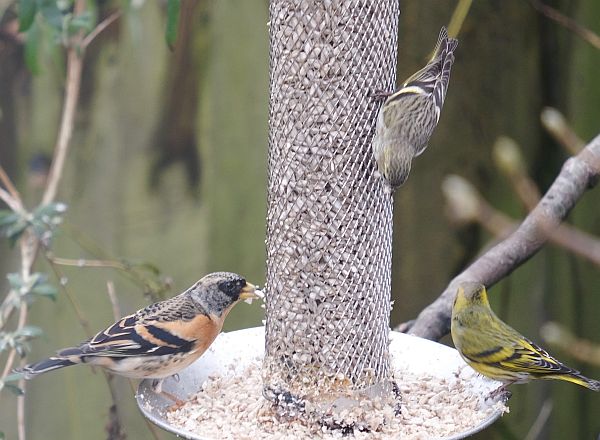 Brambling (left), male Siskin (right), female Siskin (above).