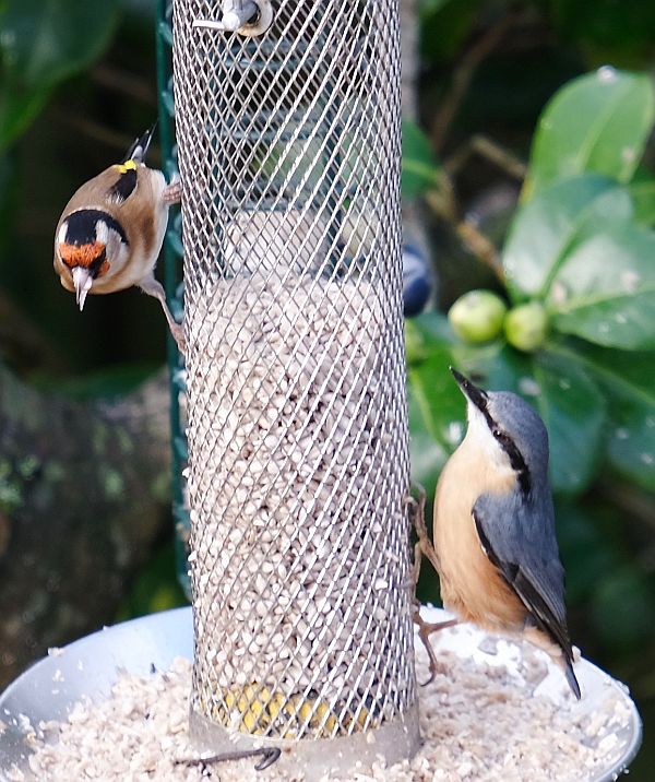 Goldfinch (left), Nuthatch (right).
