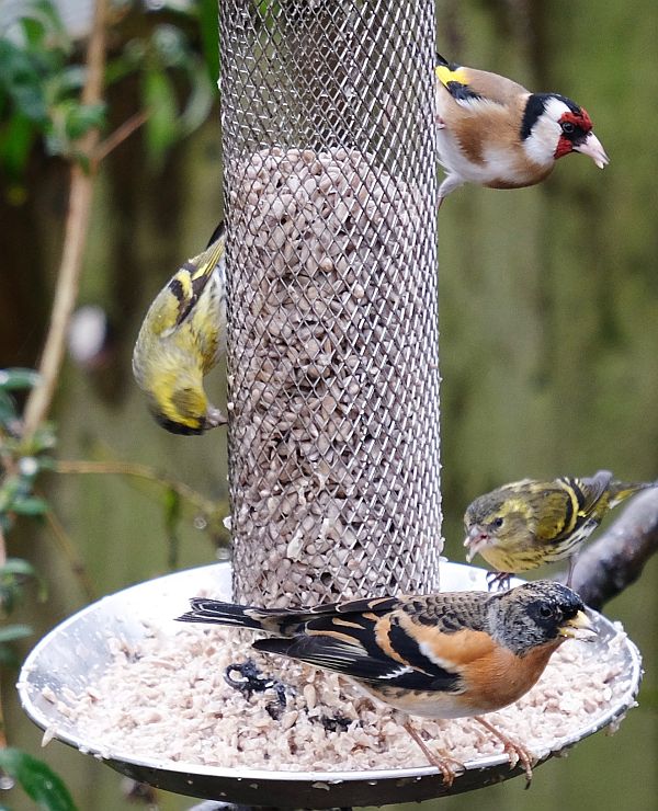 Brambling, two Siskins, Goldfinch.