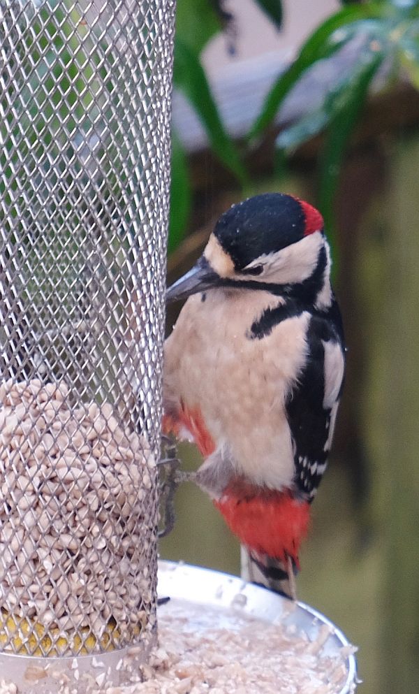 Male Great Spotted Woodpecker.