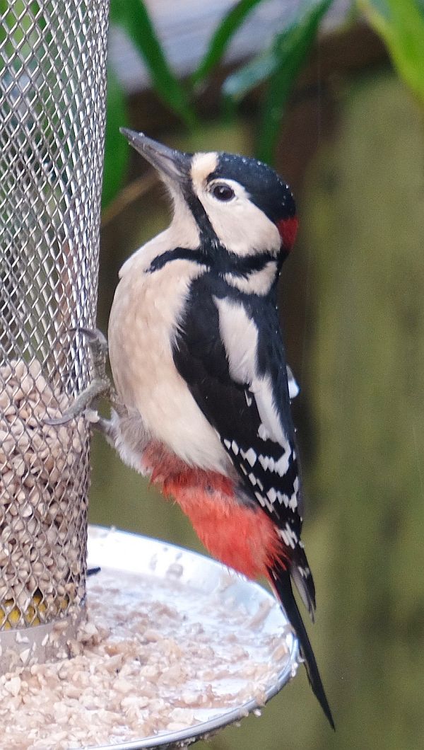 Male Great Spotted Woodpecker.