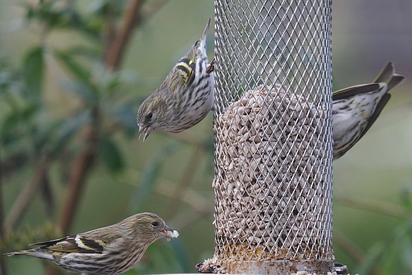 Female Siskins.