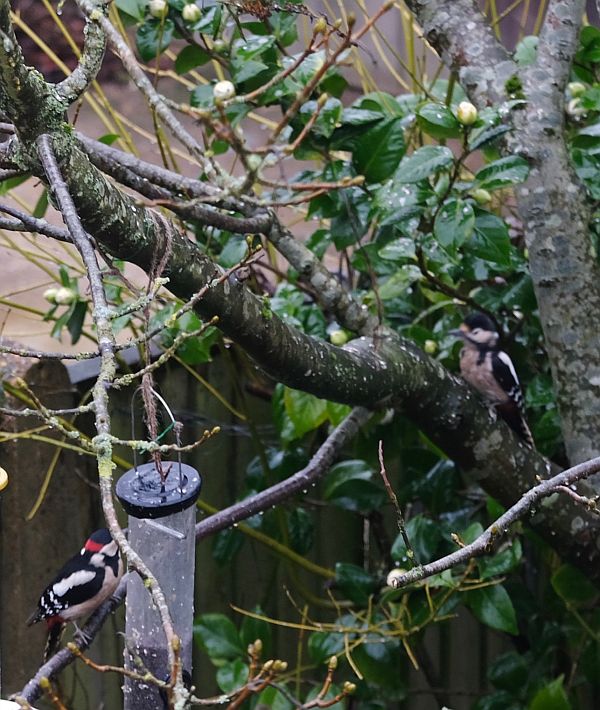 Two Great Spotted Woodpeckers. Male (left), female (right).
