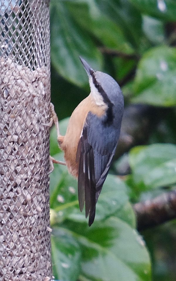 Nuthatch.