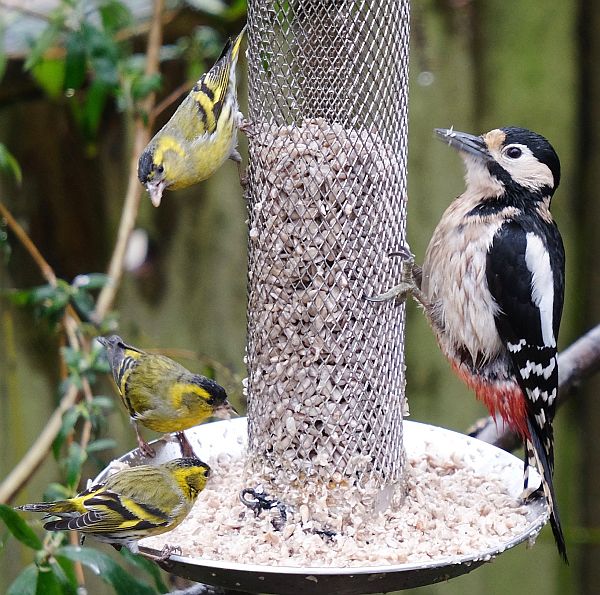 Male Siskins, female Great Spotted Woodpecker.