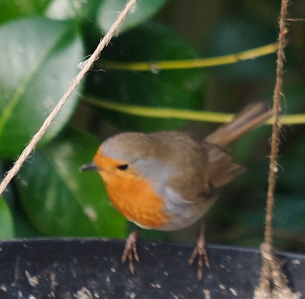 Robin (bit blurred).