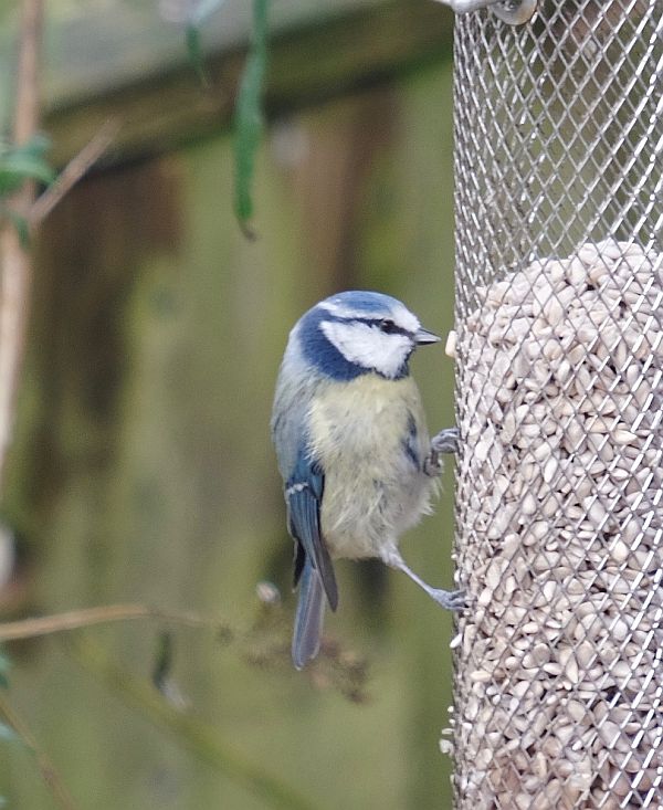 Blue Tit.