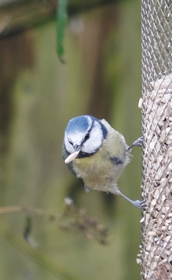 Blue Tit.