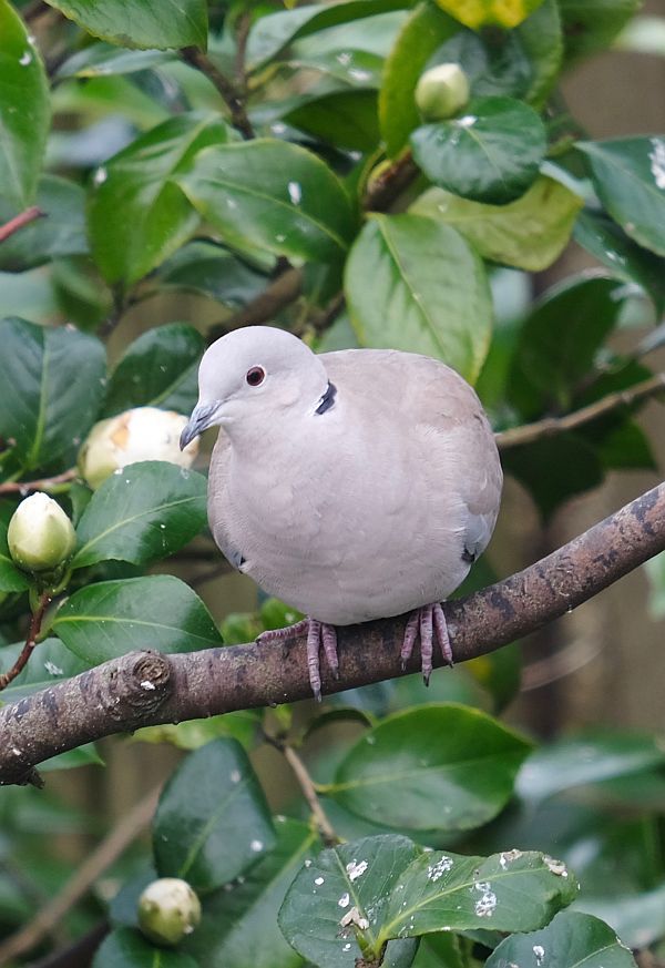 Collared Dove.