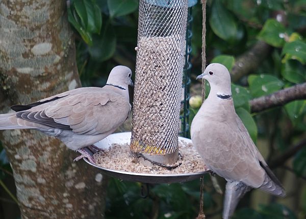 Mr and Mrs Collared Dove.