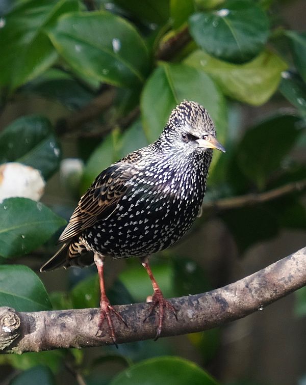 Starling.