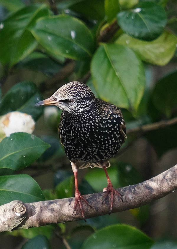 Starling.