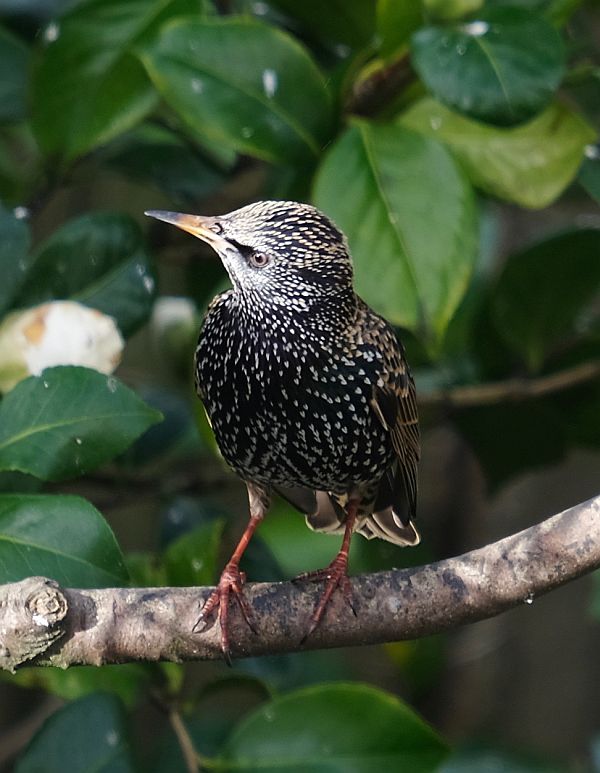 Starling.