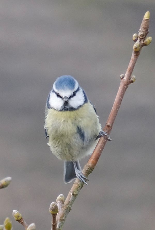 Blue Tit.