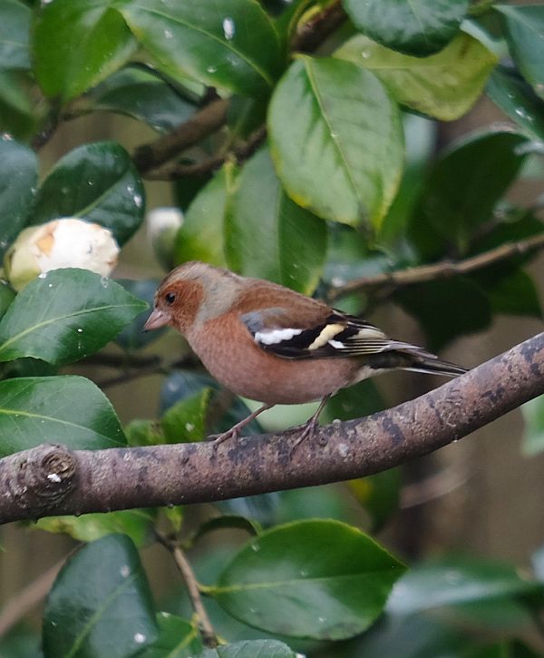 Male Chaffinch.