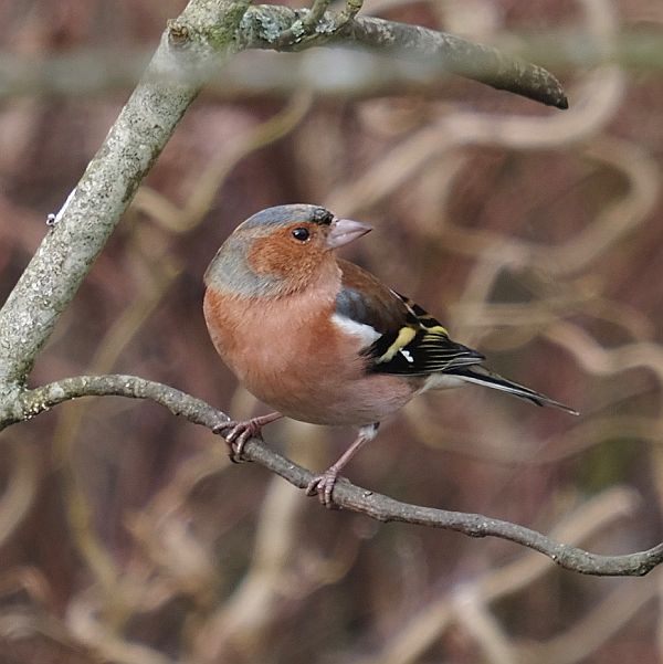 Male Chaffinch.