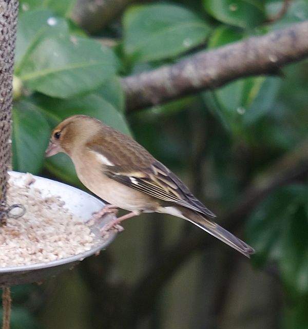 Female Chaffinch.