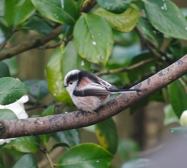 Long Tailed Tit.