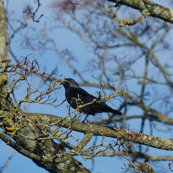 Jackdaw.