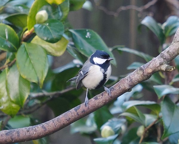 Great Tit.