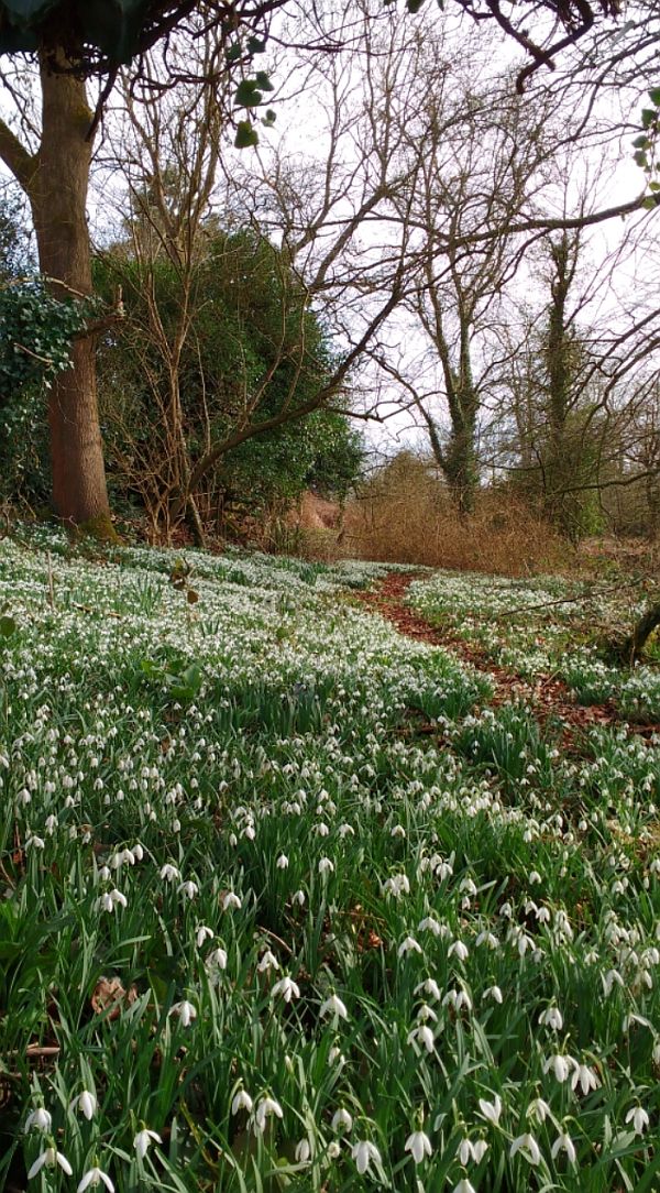 Snowdrops.