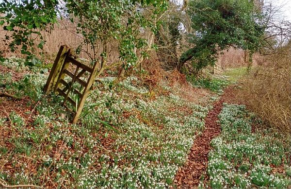 A snowdrop strewn forest path.