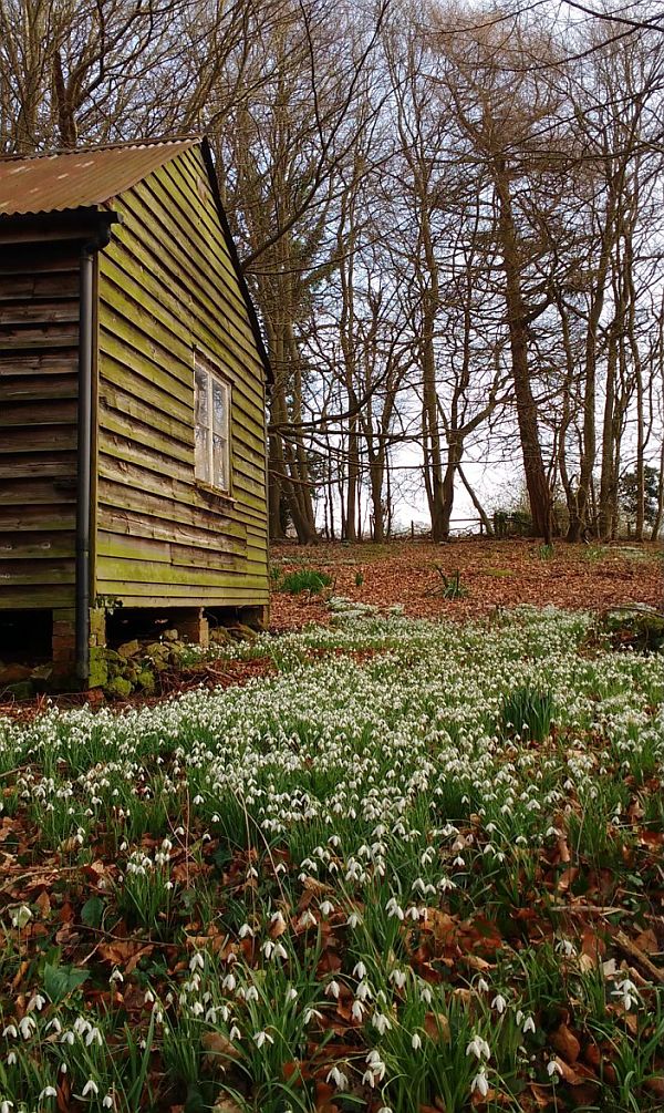 Snowdrops and a wooden building.