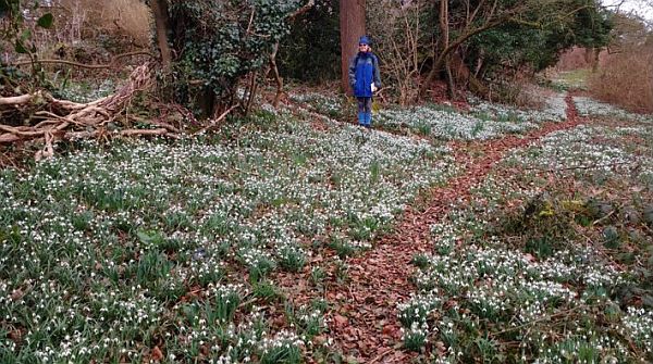 Aldith standing amongst the snowdrops.