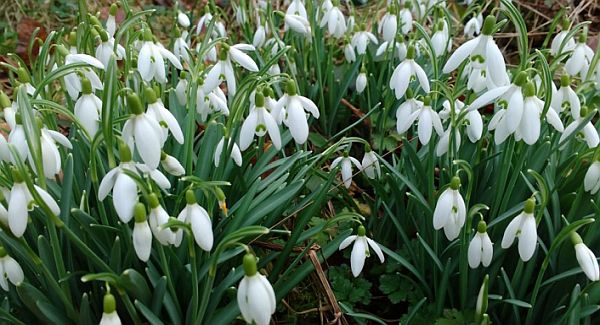 Close up of some snowdrops.