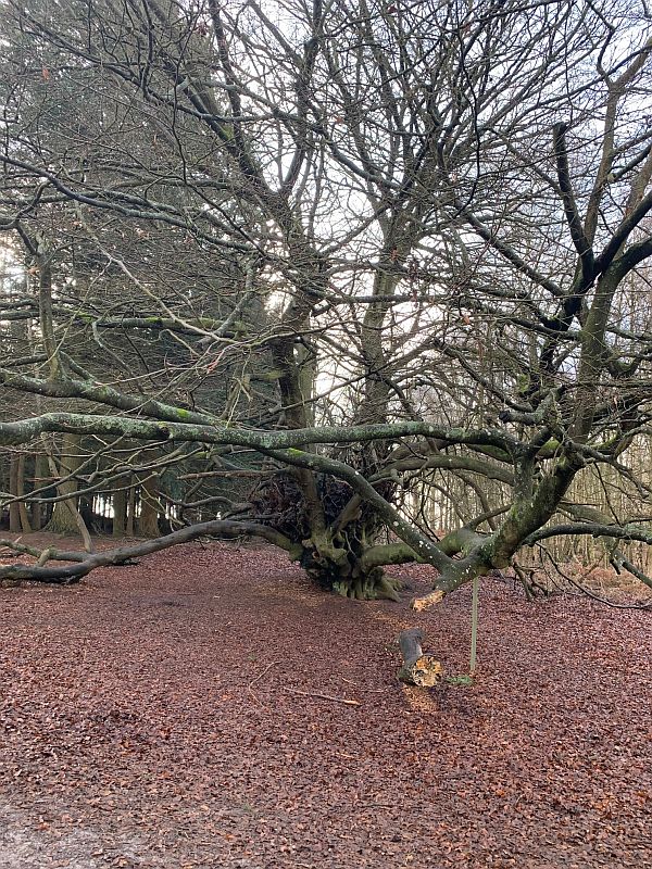 Witches Broom Tree.