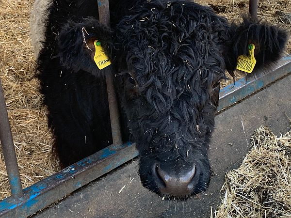 "Thaw" - a Belted Galloway.