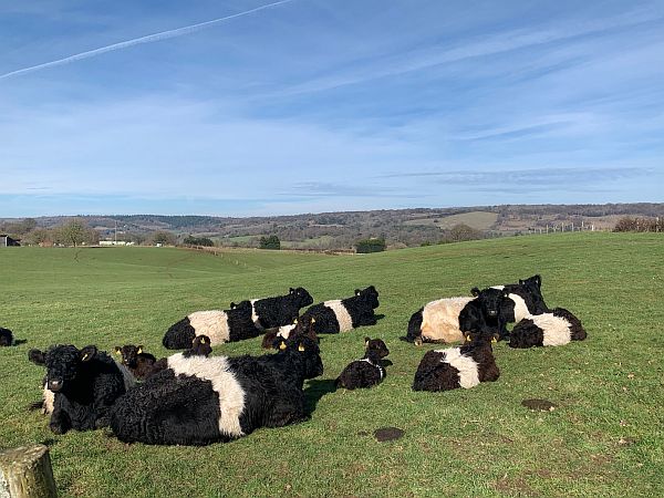 Mums and calves. Belted Galloways laying down in the field.