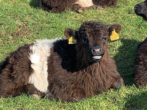 Young “Snowberry”. Belte Galloway.