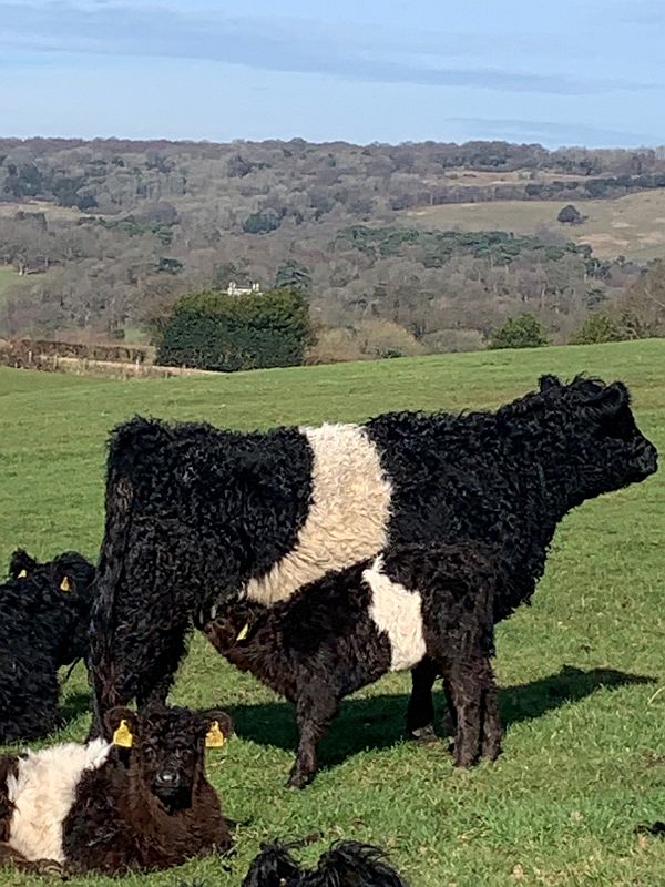 Young Belted Galloway taking a drink from Mum.