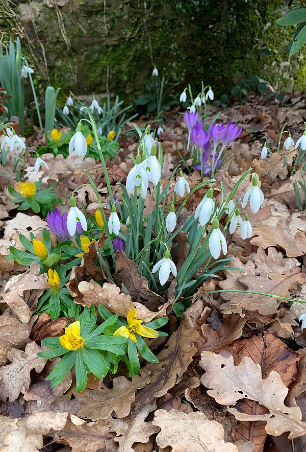 Snowdrops and Crocuses in St James Churchyard, Abinger.