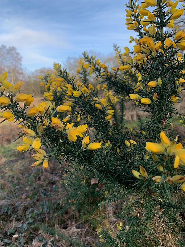 Gorse in flower at Diddley's View,