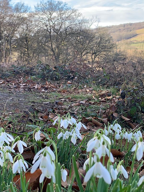 Cotswold Snowdropsat Diddley's Bench.