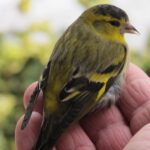 Siskin.