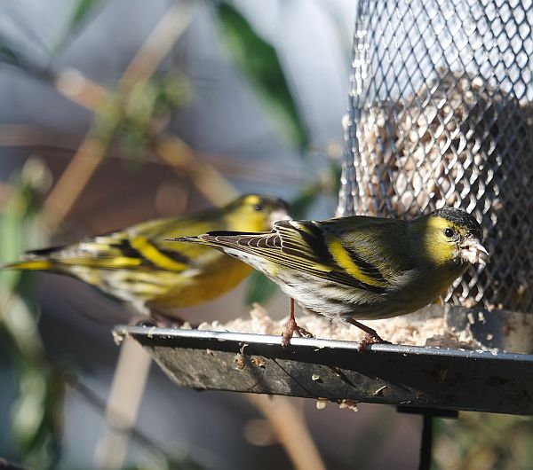 Two male Siskins on the bird feeder.