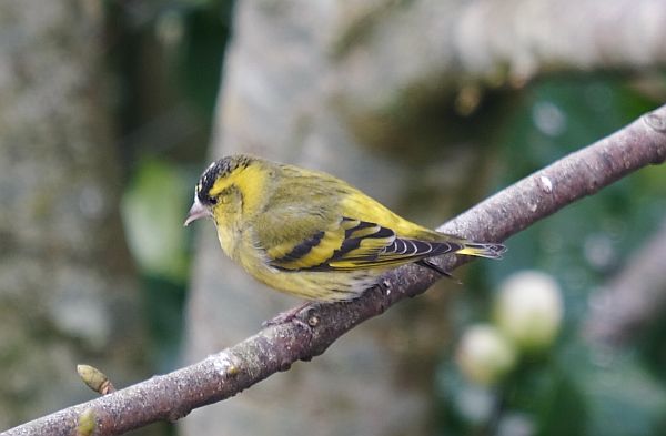 Single male Siskin on a branch surveying the scene.