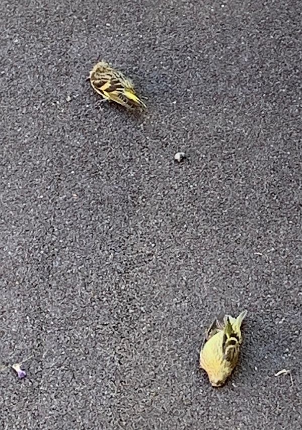 The two dead male Siskins on Bobby's roof.
