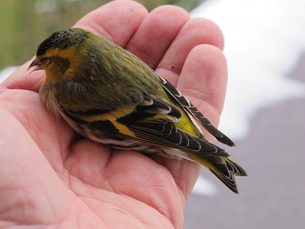 The injured male Siskin on Bobby's hand.