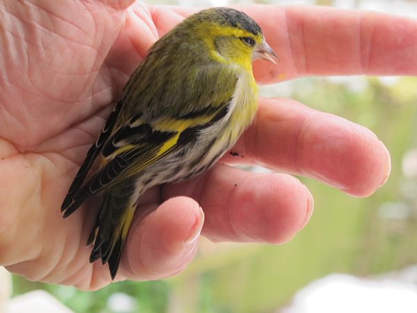 The injured male Siskin on Bobby's hand.