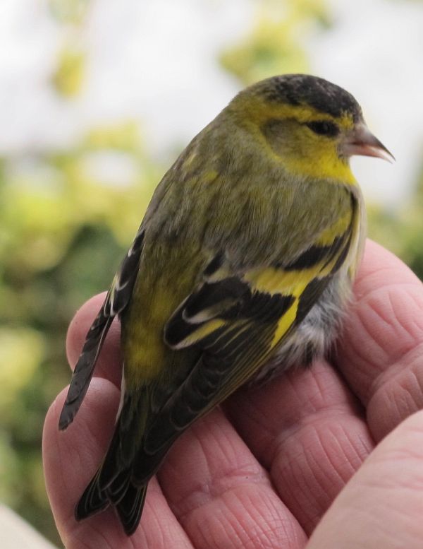 The injured male Siskin on Bobby's hand.