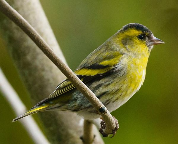 Irish Siskin resting on a thin tree branch.