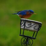 A Bluebird with a blue head, back and wings and brown chest sat on a dish with a Mealworm in its mouth.