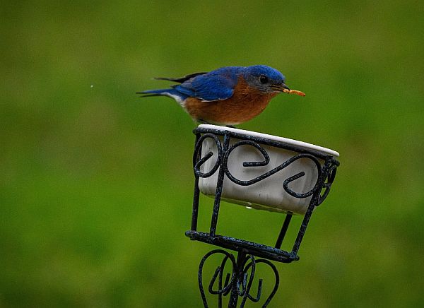 A Bluebird with a blue head, back and wings and brown chest sat on a dish with a Mealworm in its mouth.